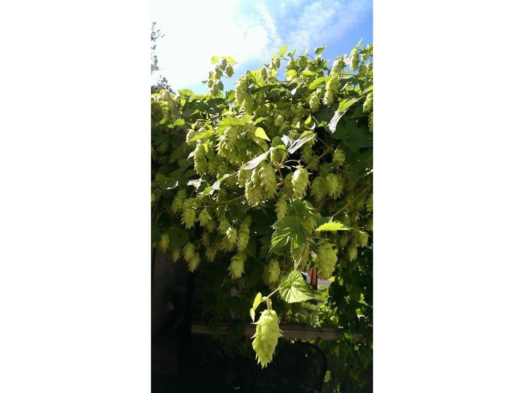 16877 W Main Street Stone Lake WI 54876 1549148 image6