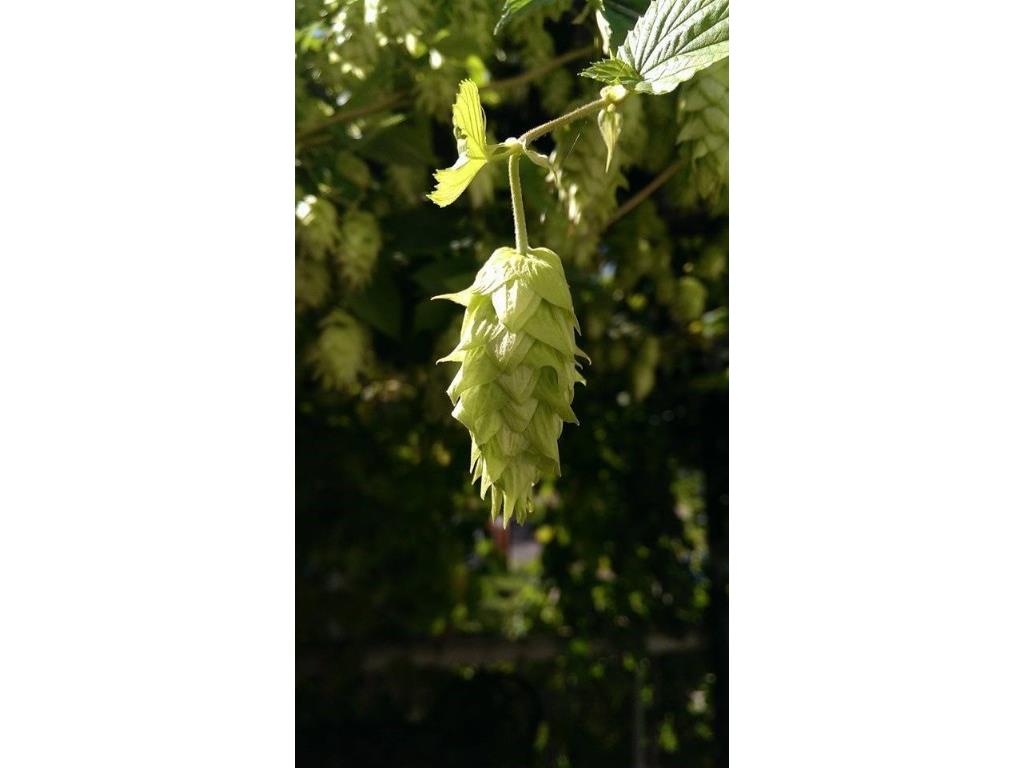 16877 W Main Street Stone Lake WI 54876 1549148 image7