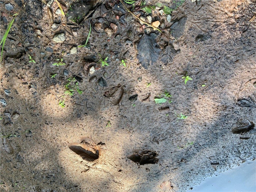 17564 Forest Road 1285 Glidden WI 54527 - East Fork Chippewa River 1593620 image27