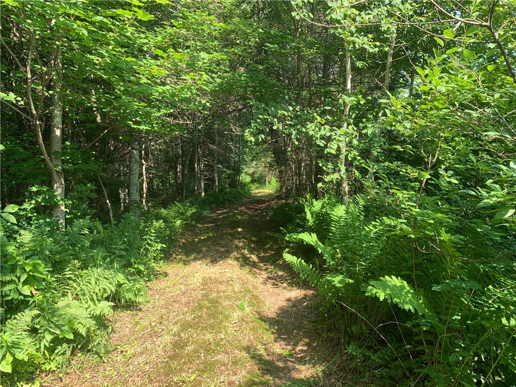 17564 Forest Road 1285 Glidden WI 54527 - East Fork Chippewa River 1593620 image28