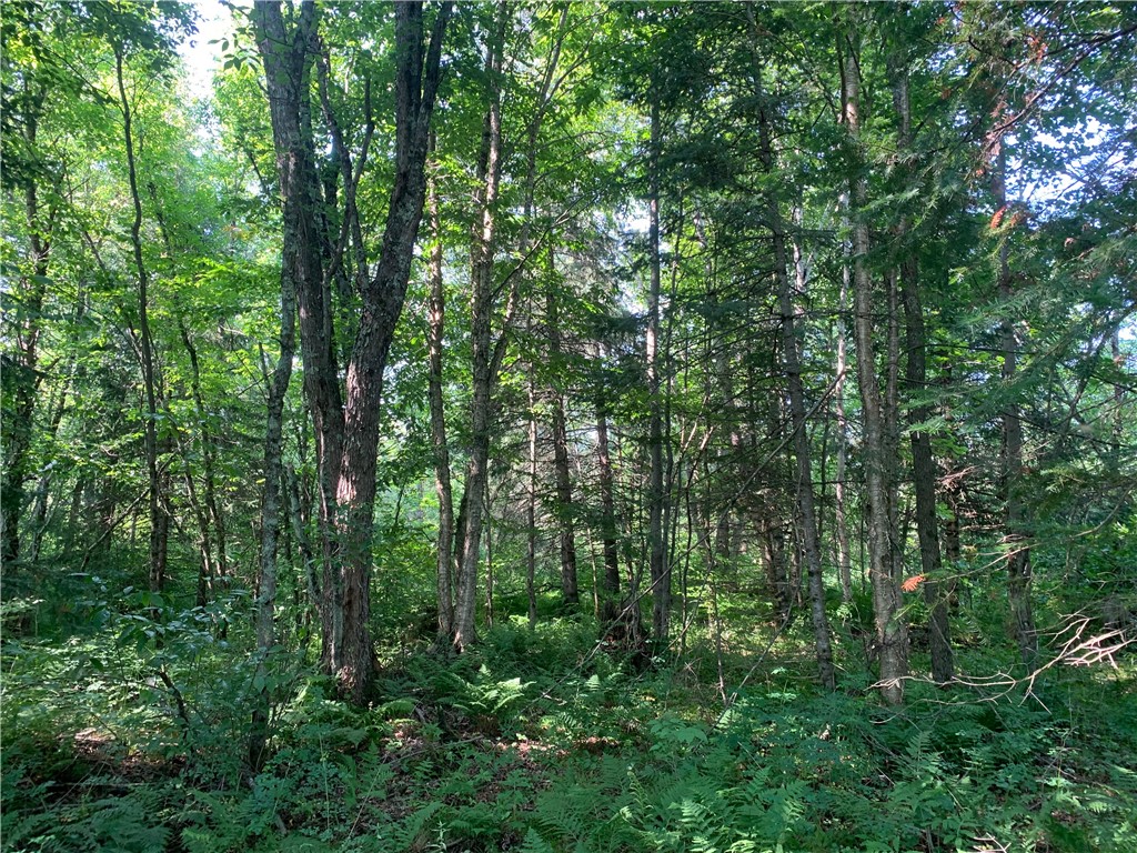 17564 Forest Road 1285 Glidden WI 54527 - East Fork Chippewa River 1593620 image9