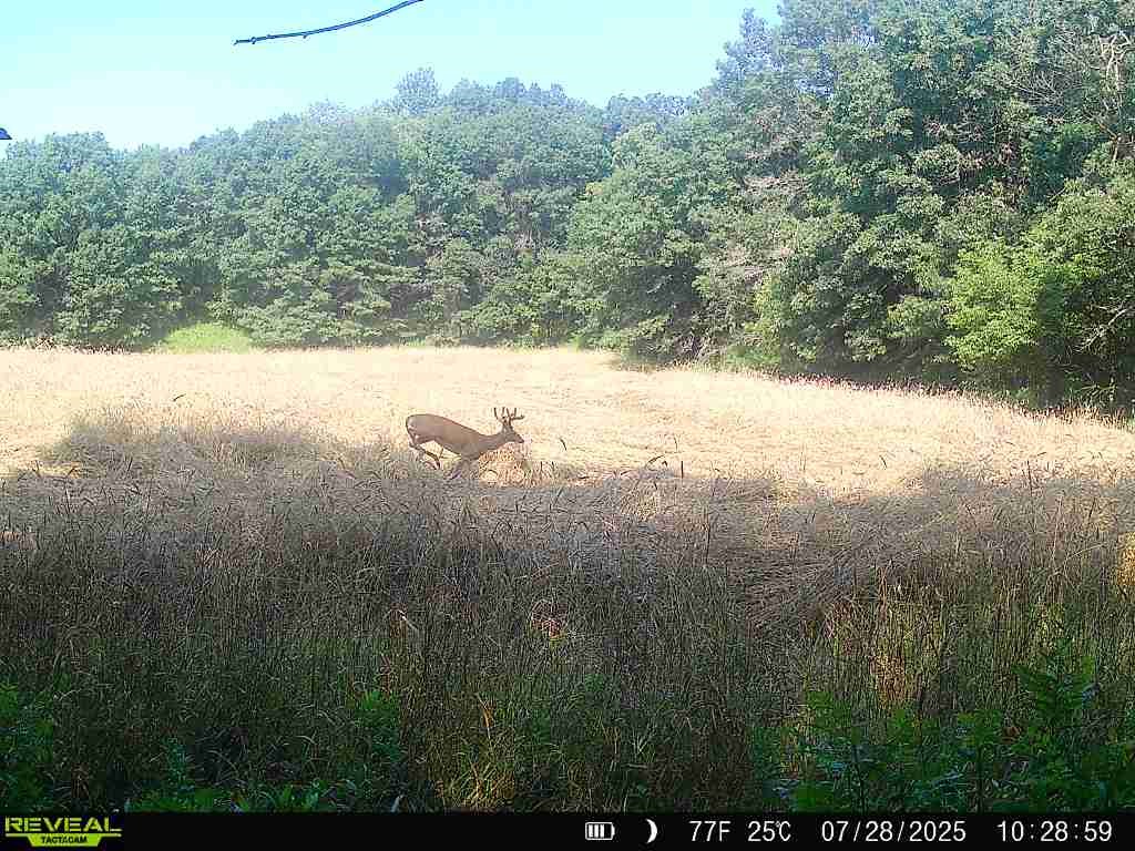 20.05 Acres County Road N Wheeler WI 54772 1598103 image13