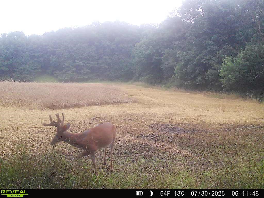 20.05 Acres County Road N Wheeler WI 54772 1598103 image14