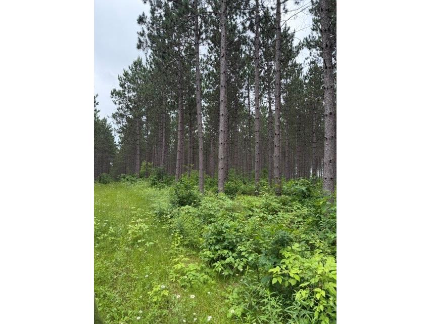 20 Acres N 5th Avenue Trego WI 54888 1602724 image5