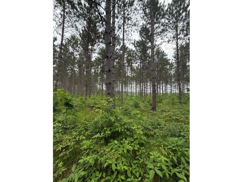 20 Acres N 5th Avenue Trego WI 54888 1602724 image7