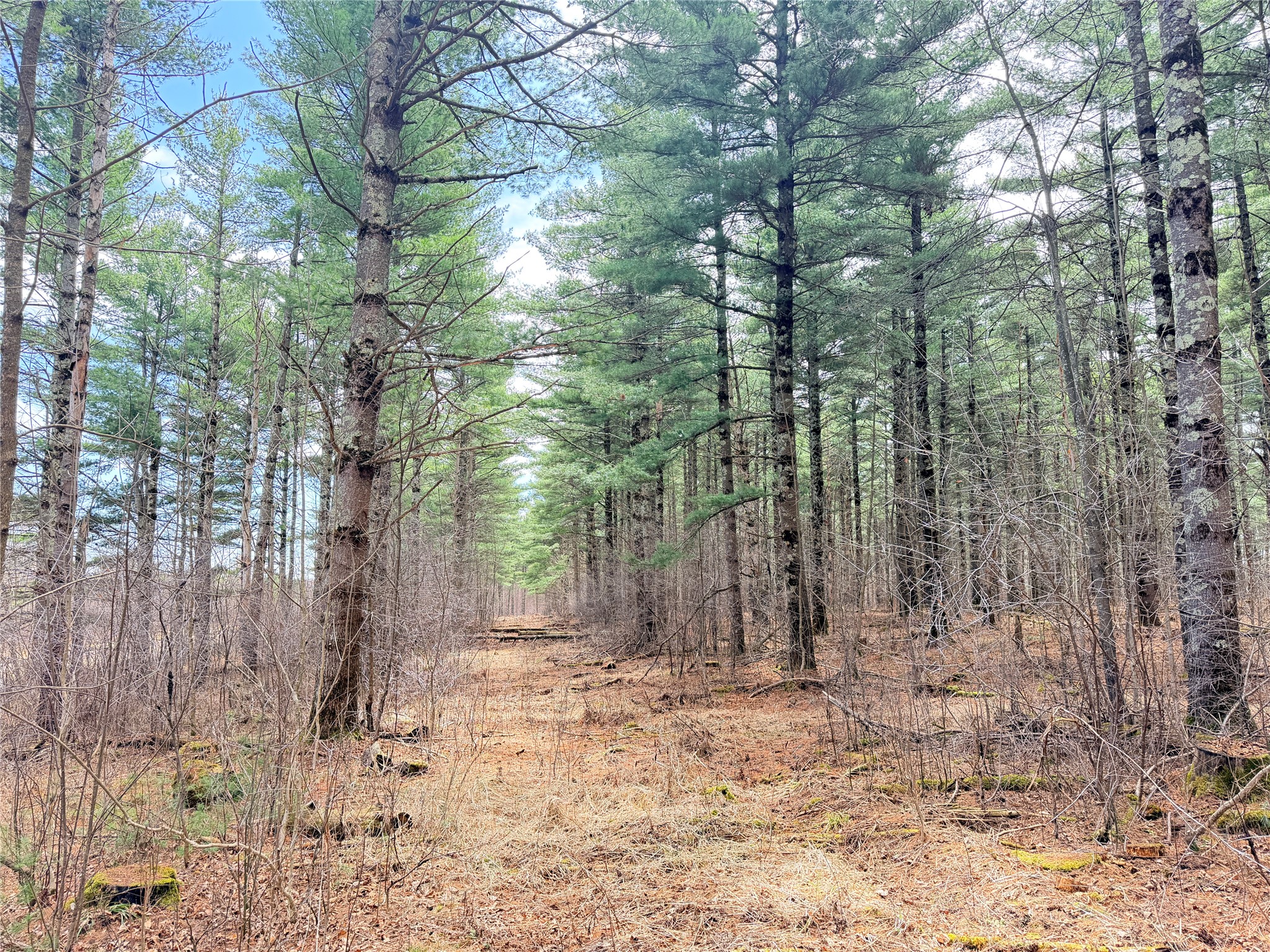 20 Acres Star Lake Road Rice Lake WI 54868 1598594 image1