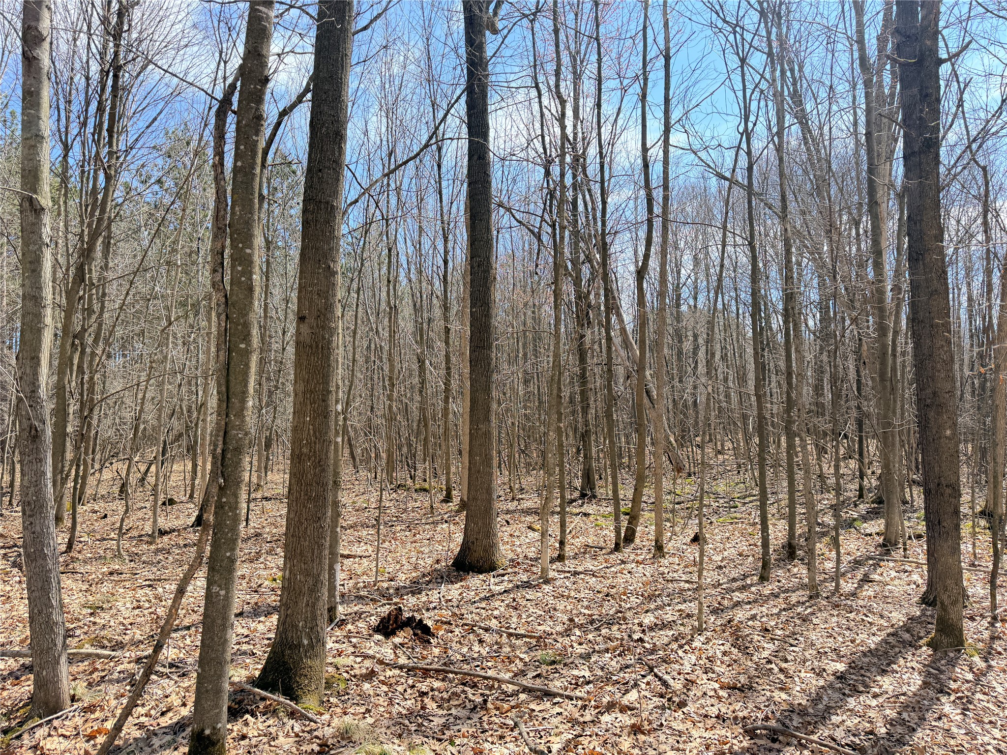 20 Acres Star Lake Road Rice Lake WI 54868 1598594 image11