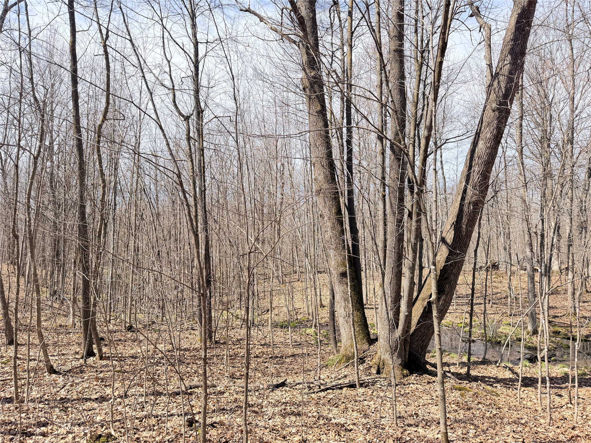 20 Acres Star Lake Road Rice Lake WI 54868 1598594 image12