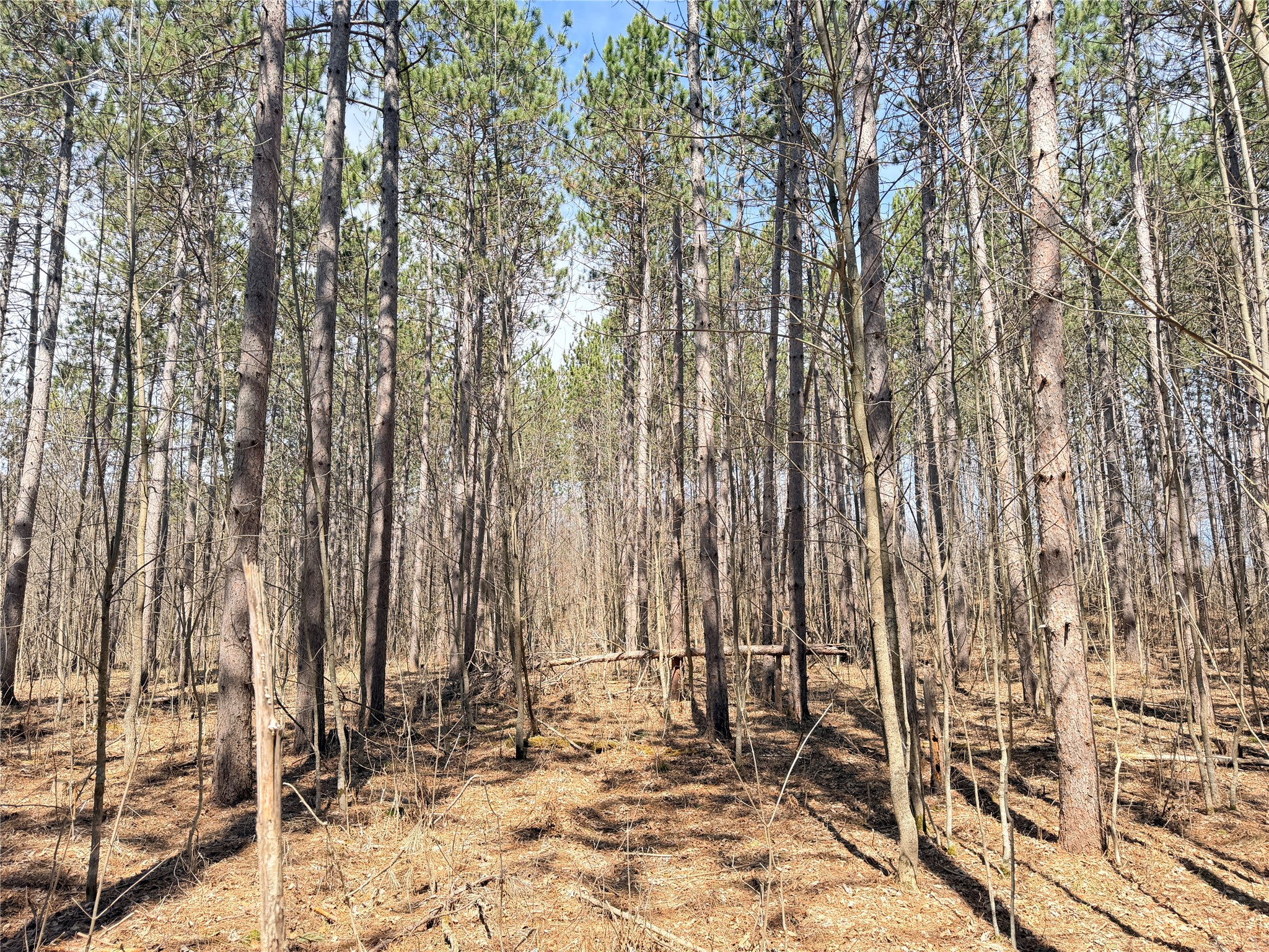 20 Acres Star Lake Road Rice Lake WI 54868 1598594 image13