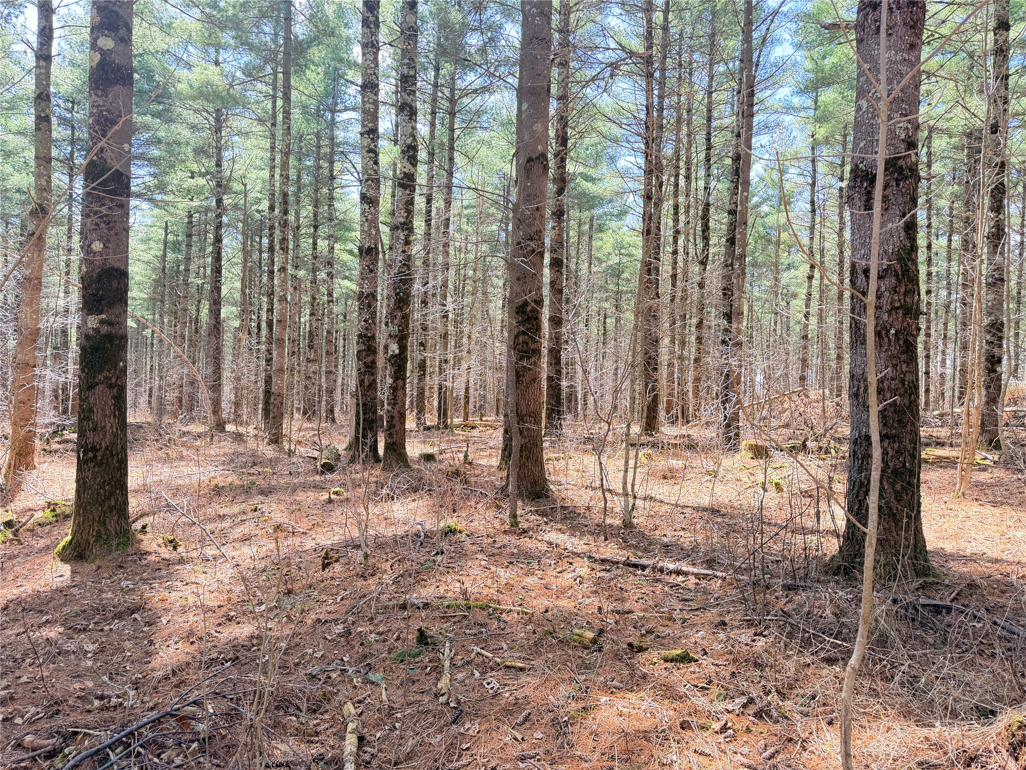 20 Acres Star Lake Road Rice Lake WI 54868 1598594 image16