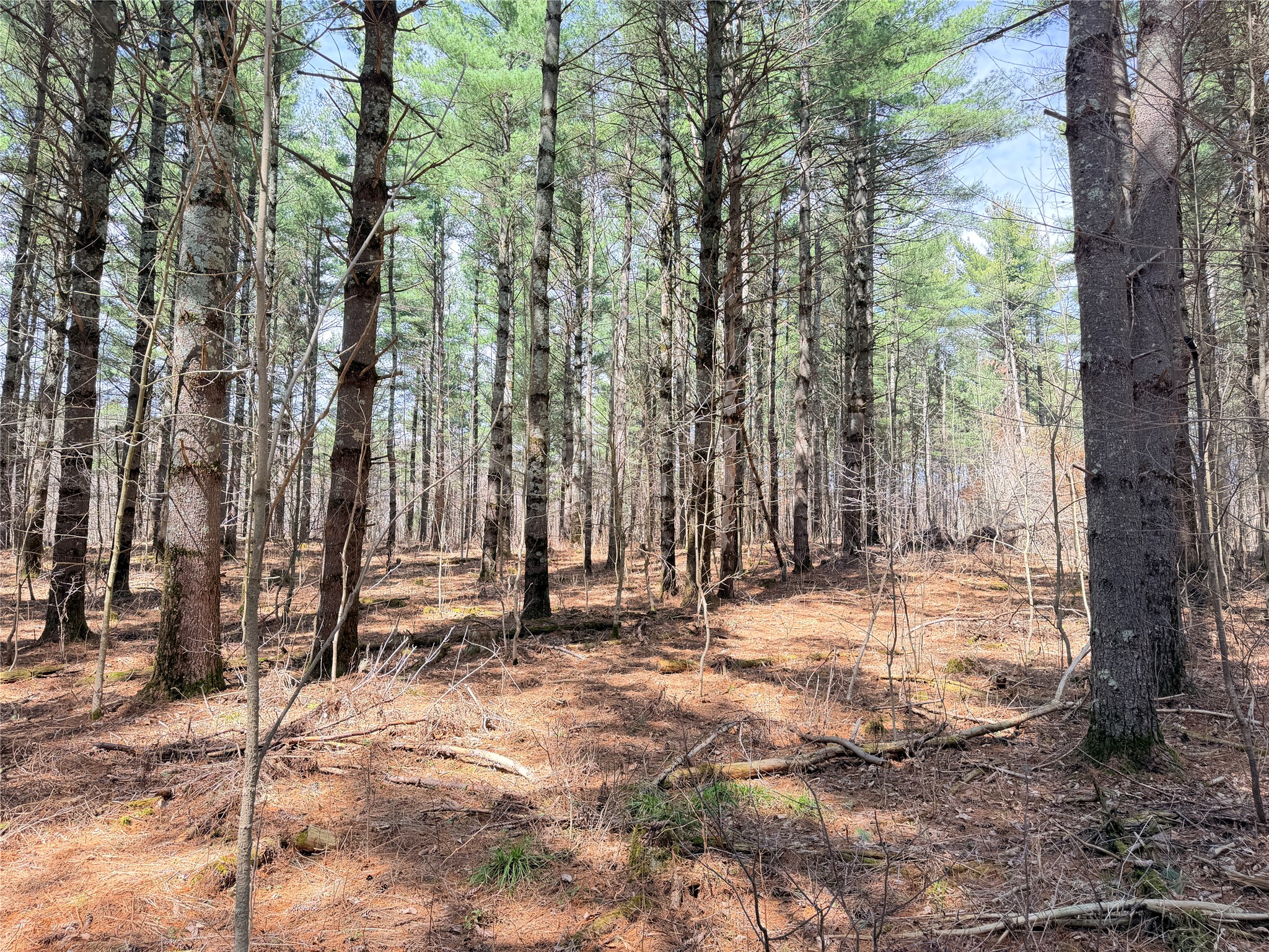20 Acres Star Lake Road Rice Lake WI 54868 1598594 image20