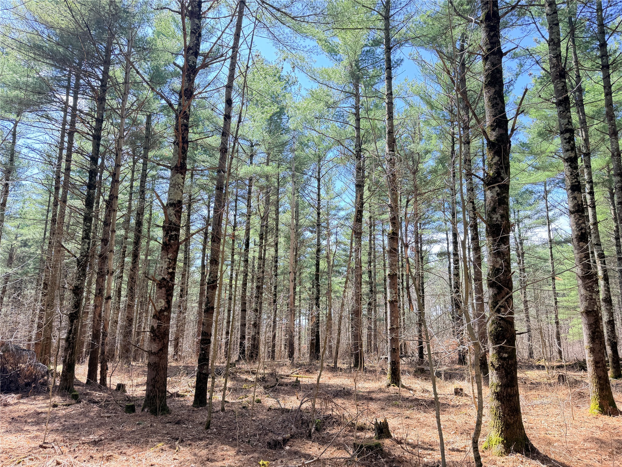 20 Acres Star Lake Road Rice Lake WI 54868 1598594 image22
