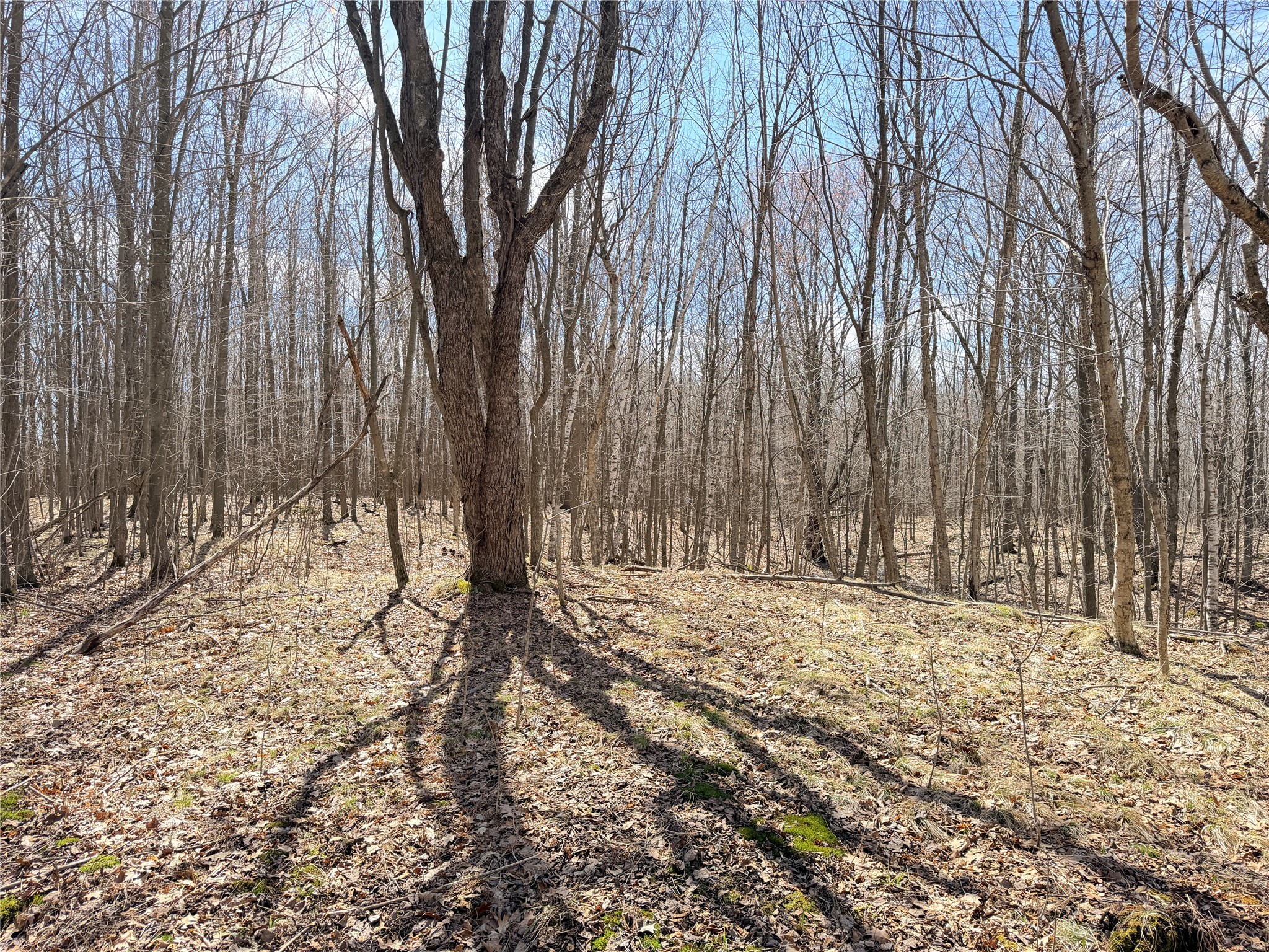 20 Acres Star Lake Road Rice Lake WI 54868 1598594 image26