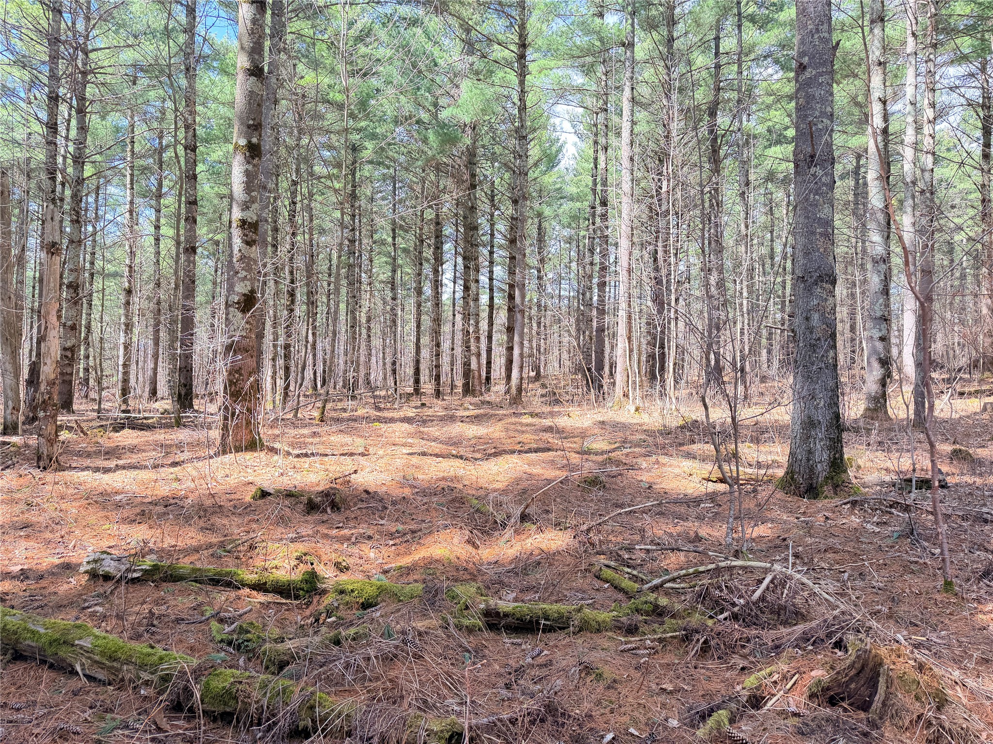 20 Acres Star Lake Road Rice Lake WI 54868 1598594 image27