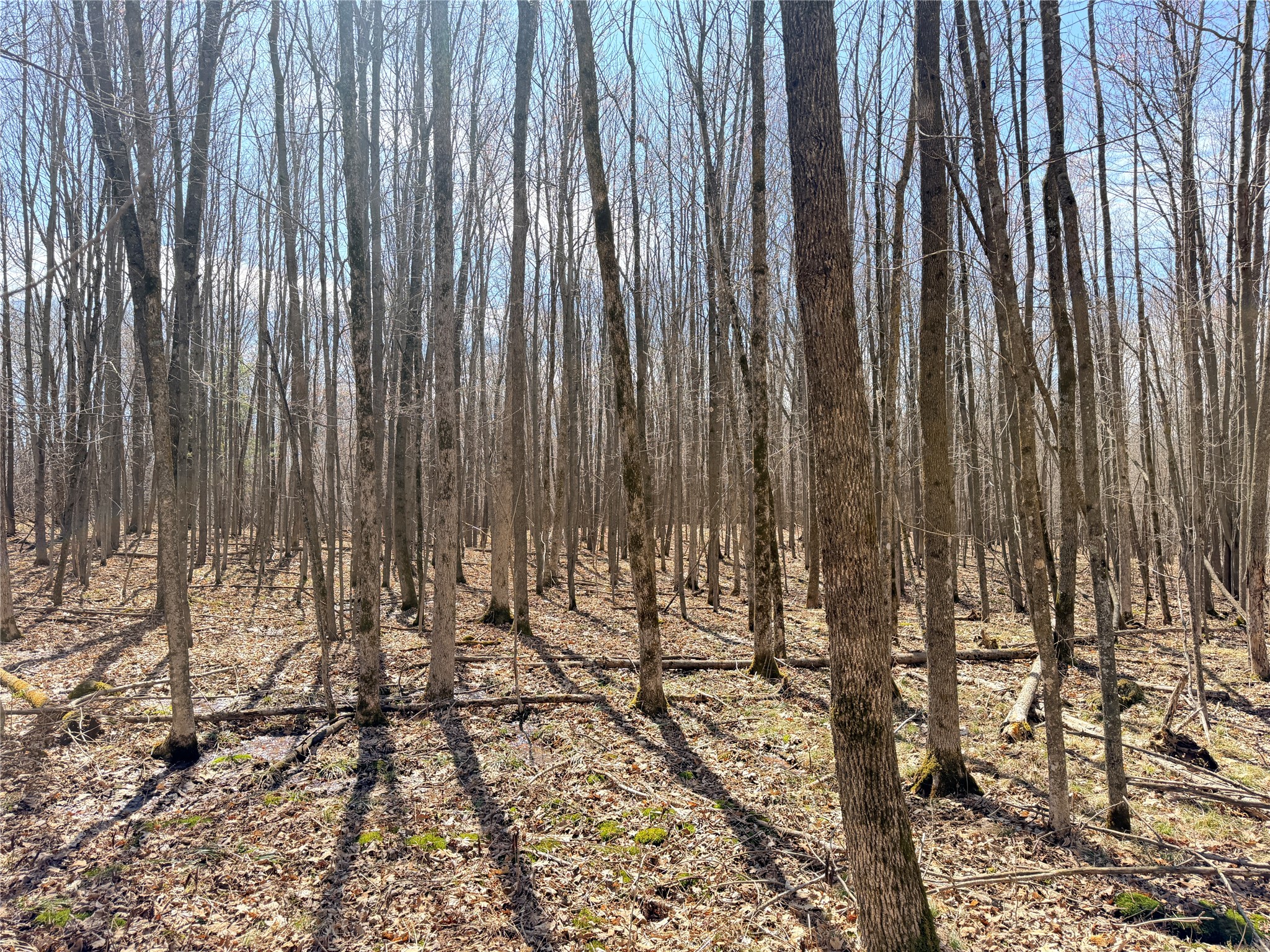 20 Acres Star Lake Road Rice Lake WI 54868 1598594 image28