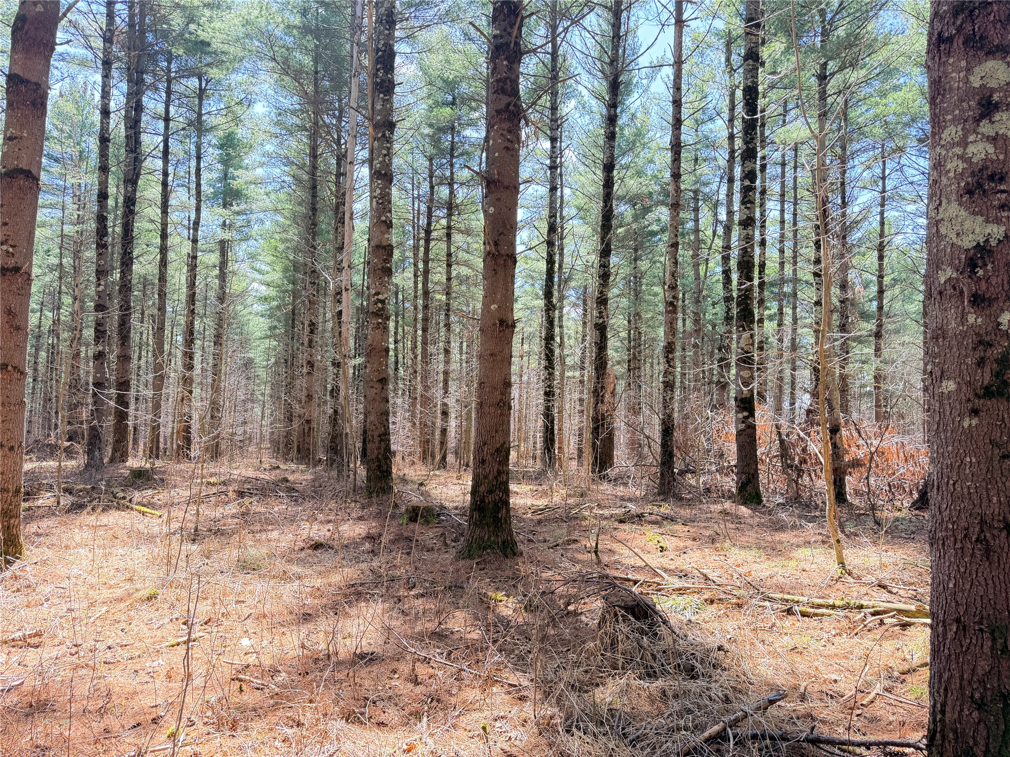 20 Acres Star Lake Road Rice Lake WI 54868 1598594 image3