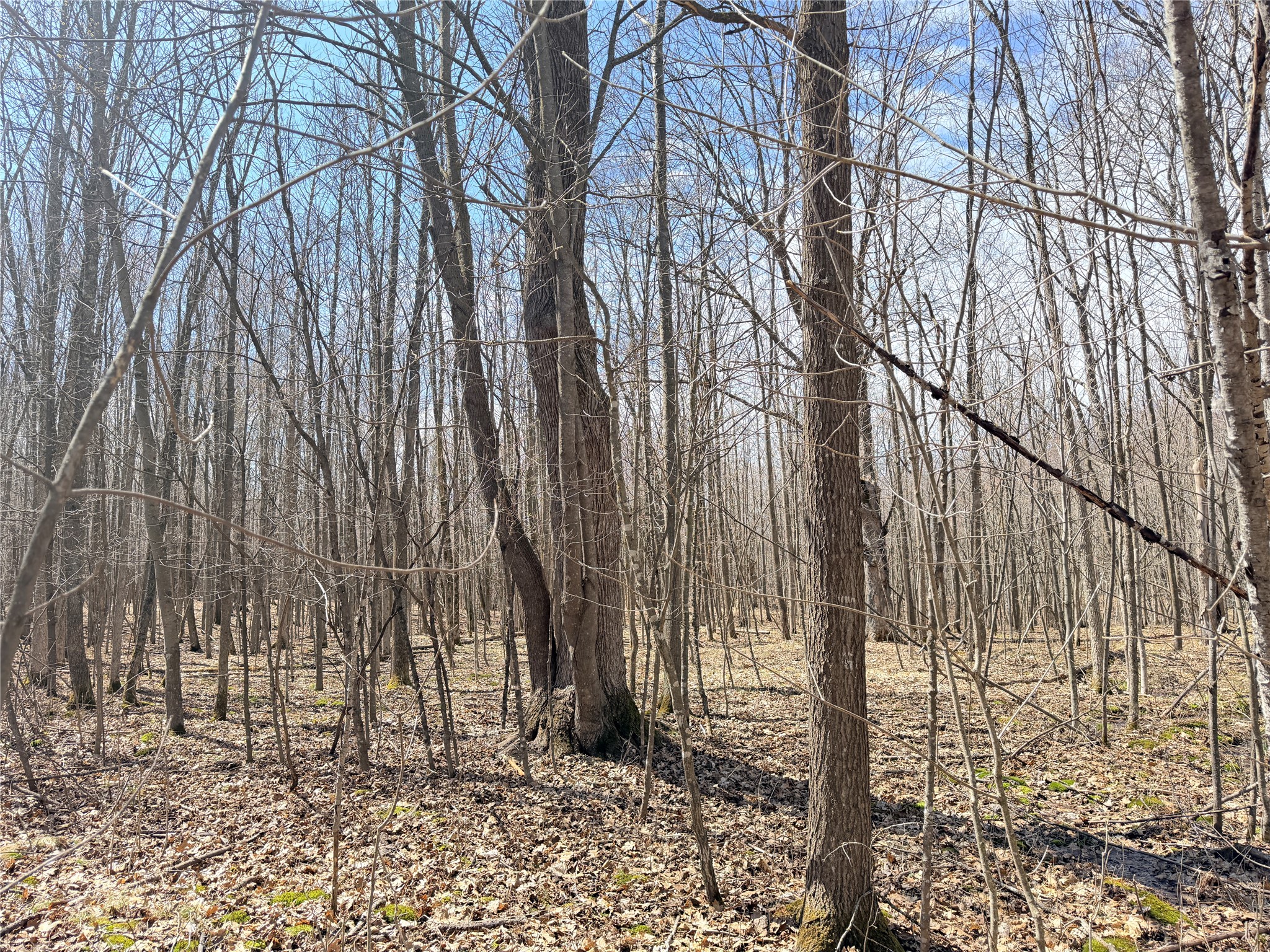 20 Acres Star Lake Road Rice Lake WI 54868 1598594 image30