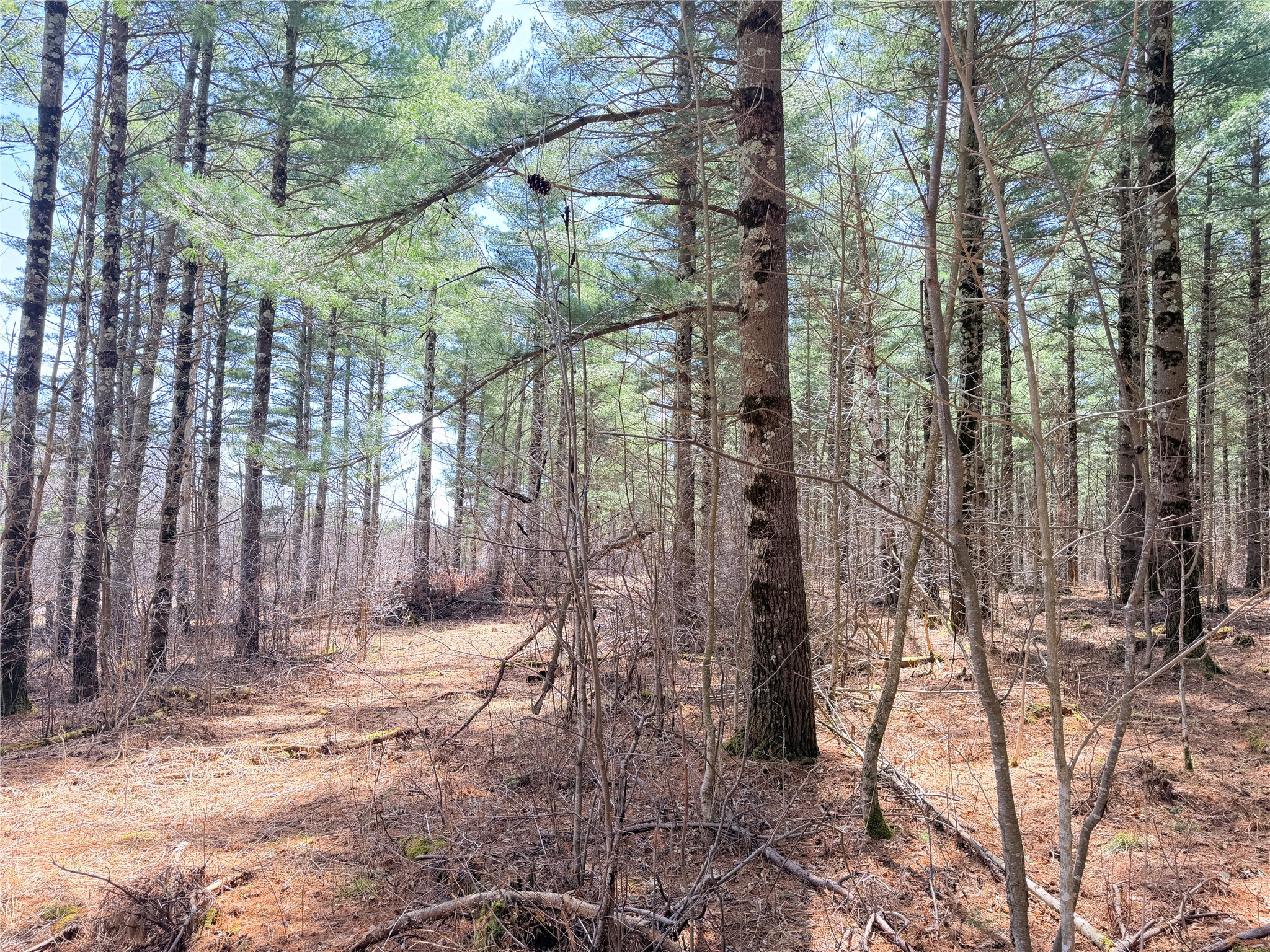 20 Acres Star Lake Road Rice Lake WI 54868 1598594 image31
