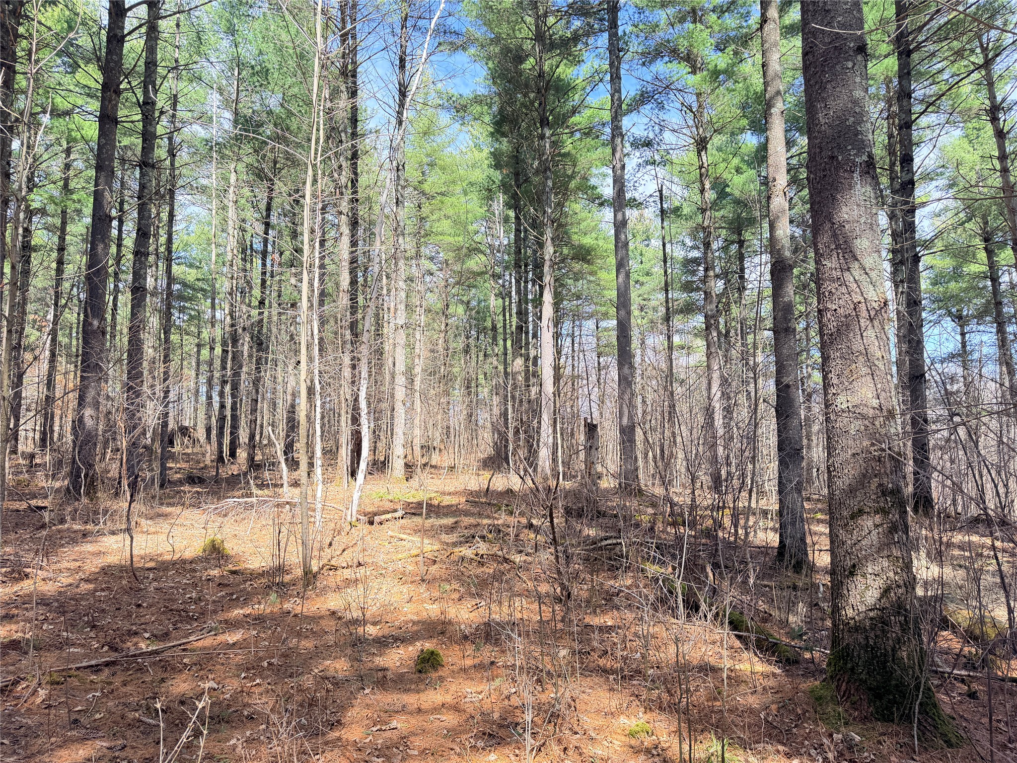 20 Acres Star Lake Road Rice Lake WI 54868 1598594 image34