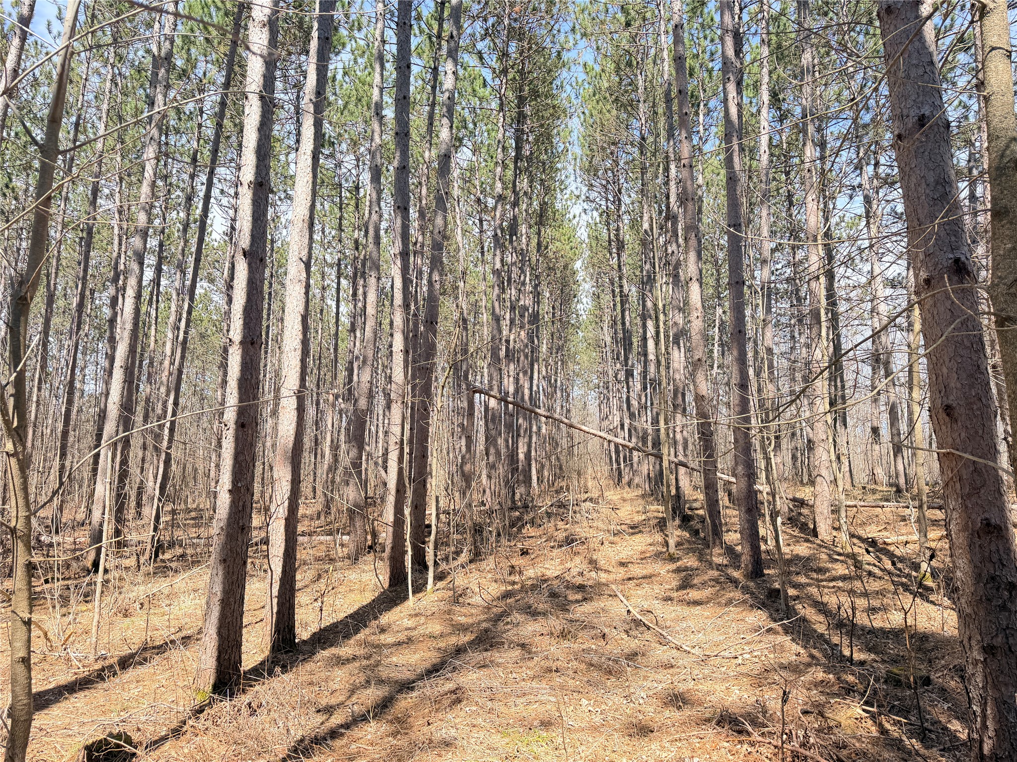 20 Acres Star Lake Road Rice Lake WI 54868 1598594 image35