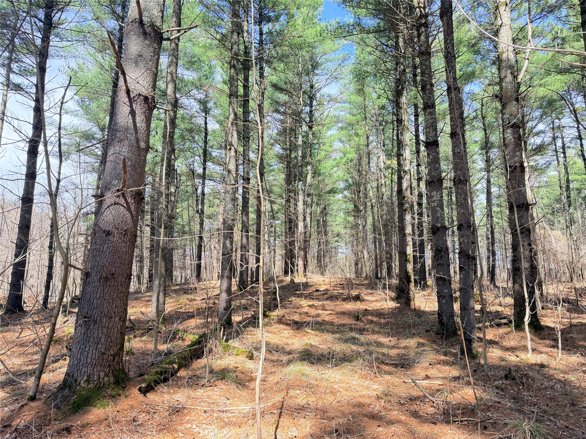 20 Acres Star Lake Road Rice Lake WI 54868 1598594 image5
