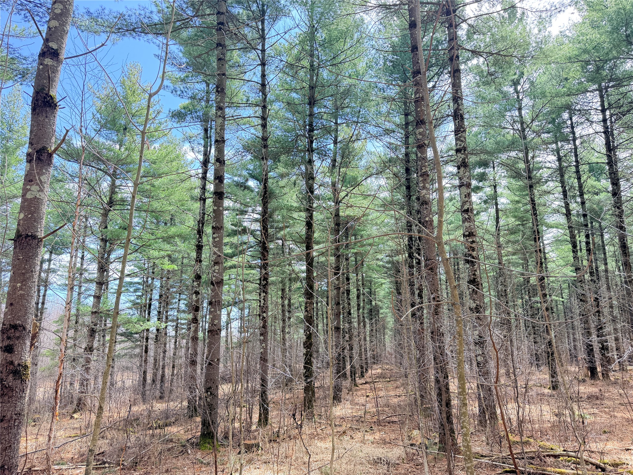 20 Acres Star Lake Road Rice Lake WI 54868 1598594 image6