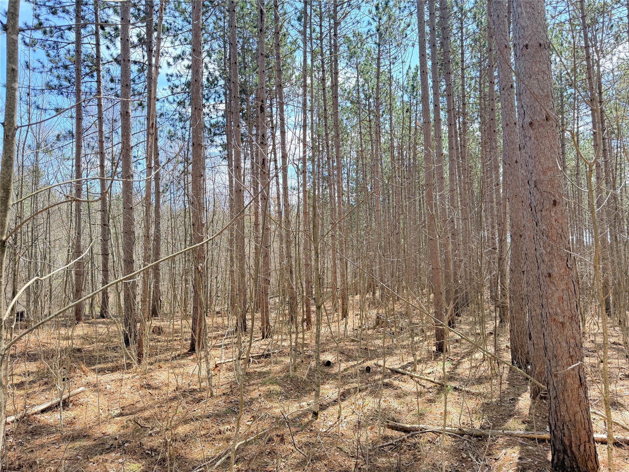 20 Acres Star Lake Road Rice Lake WI 54868 1598594 image8