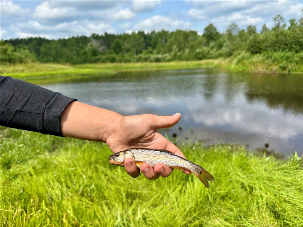 20 Acres Townline Road Ojibwa WI 54862 - Kenyon Creek 1594468 image13