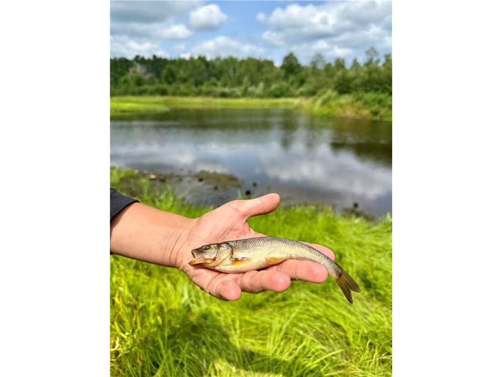 20 Acres Townline Road Ojibwa WI 54862 - Kenyon Creek 1594468 image9