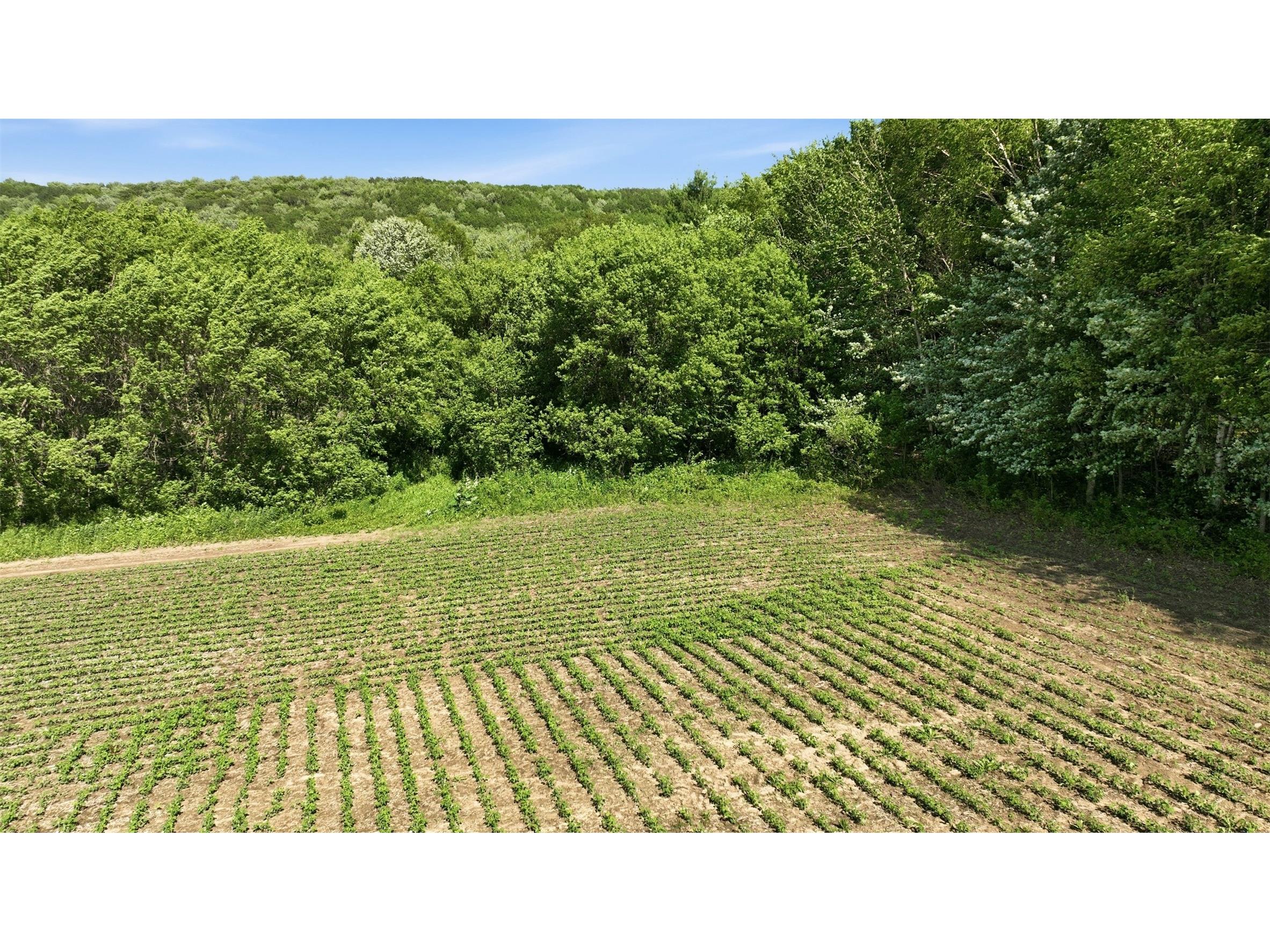 20 acres 150th Ave. Colfax WI 54730 1602151 image21