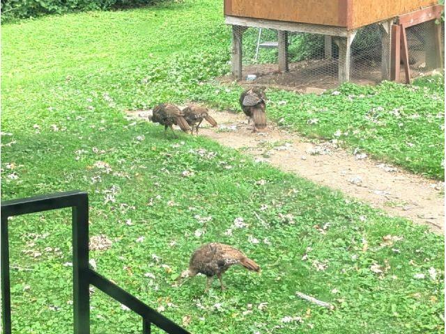 202 2nd Avenue N Frederic WI 54837 1595312 image49