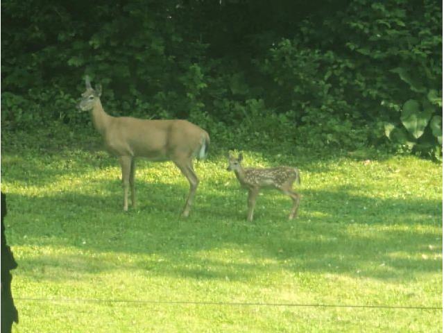 202 2nd Avenue N Frederic WI 54837 1595312 image51