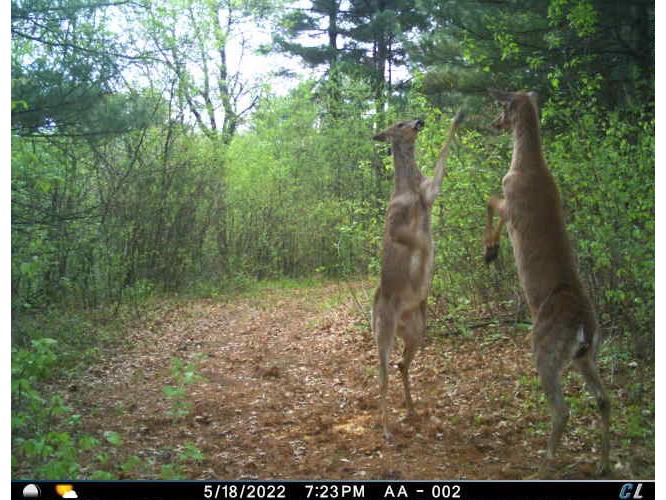 2424 12 3/4 Avenue Cameron WI 54822 - Pokegema 1592314 image45