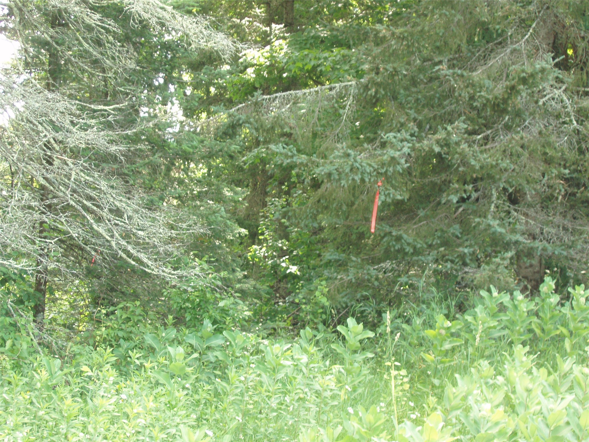 2460N County Highway Ff Butternut WI 54514 1602950 image32