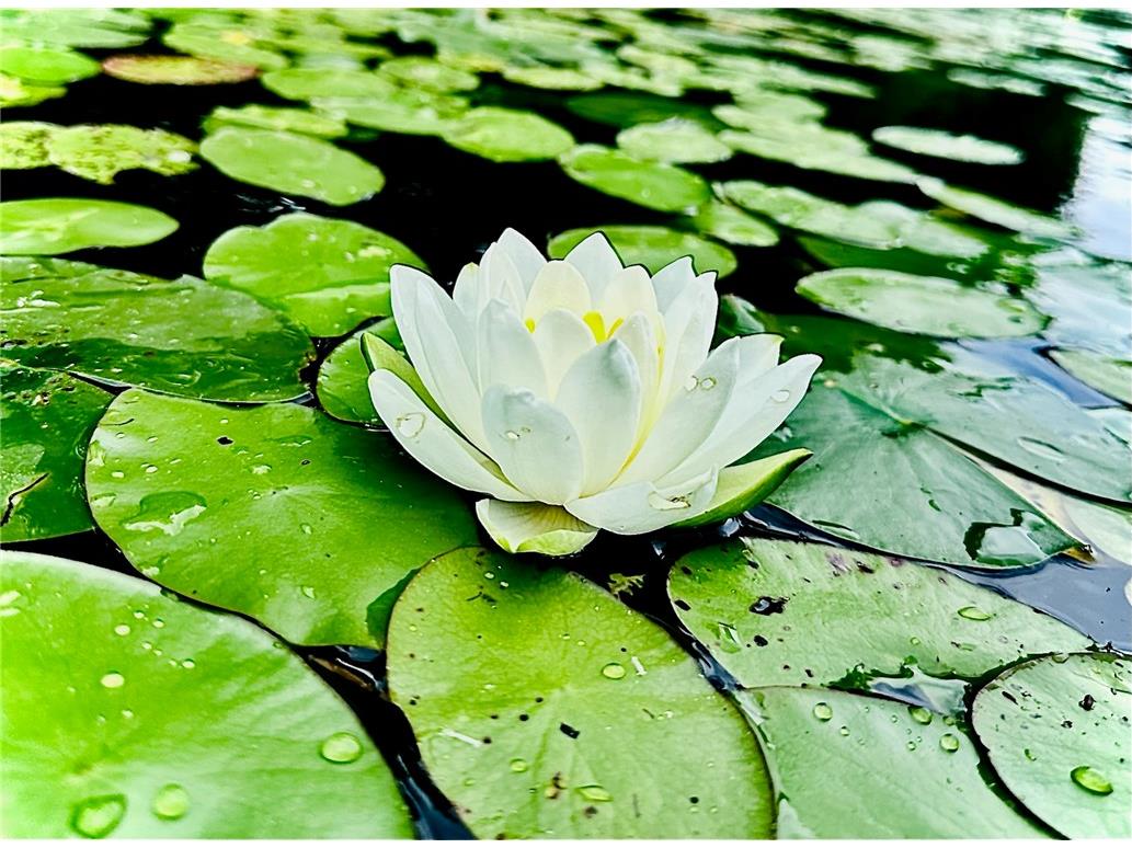 2473 27 1/2 Street Rice Lake WI 54868 - MINNOW 1597809 image36