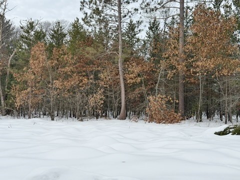 25106 Shady Oaks Lane Siren WI 54872 1598336 image4