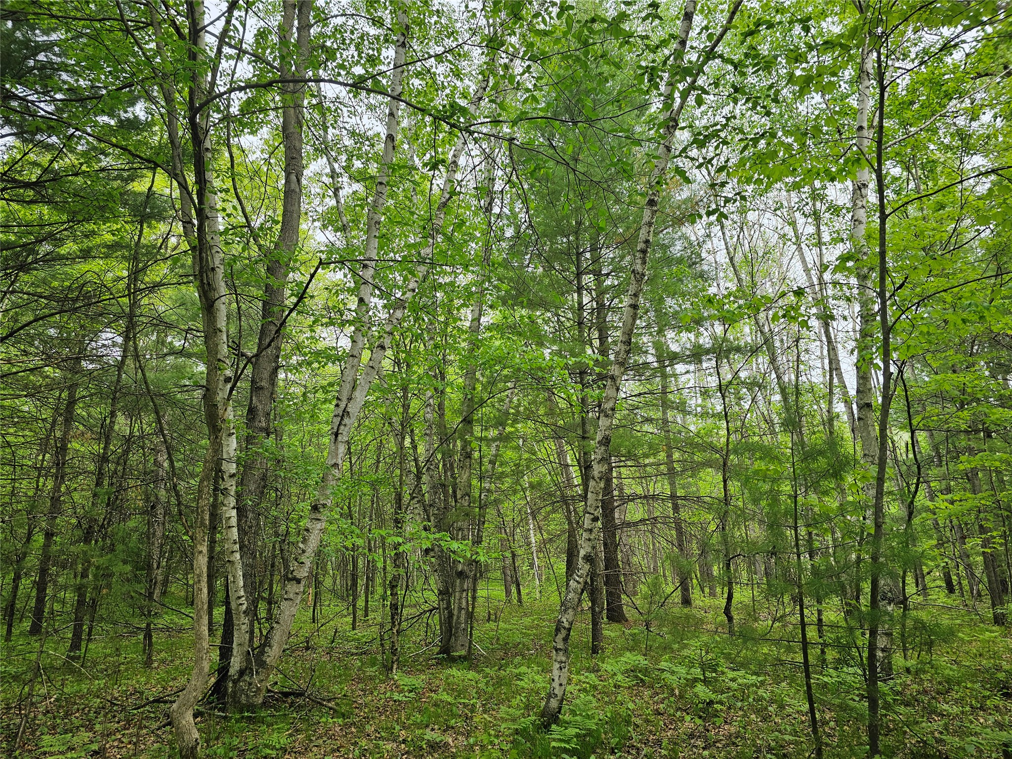 25227 Kruger Road Webster WI 54893 1601553 image10