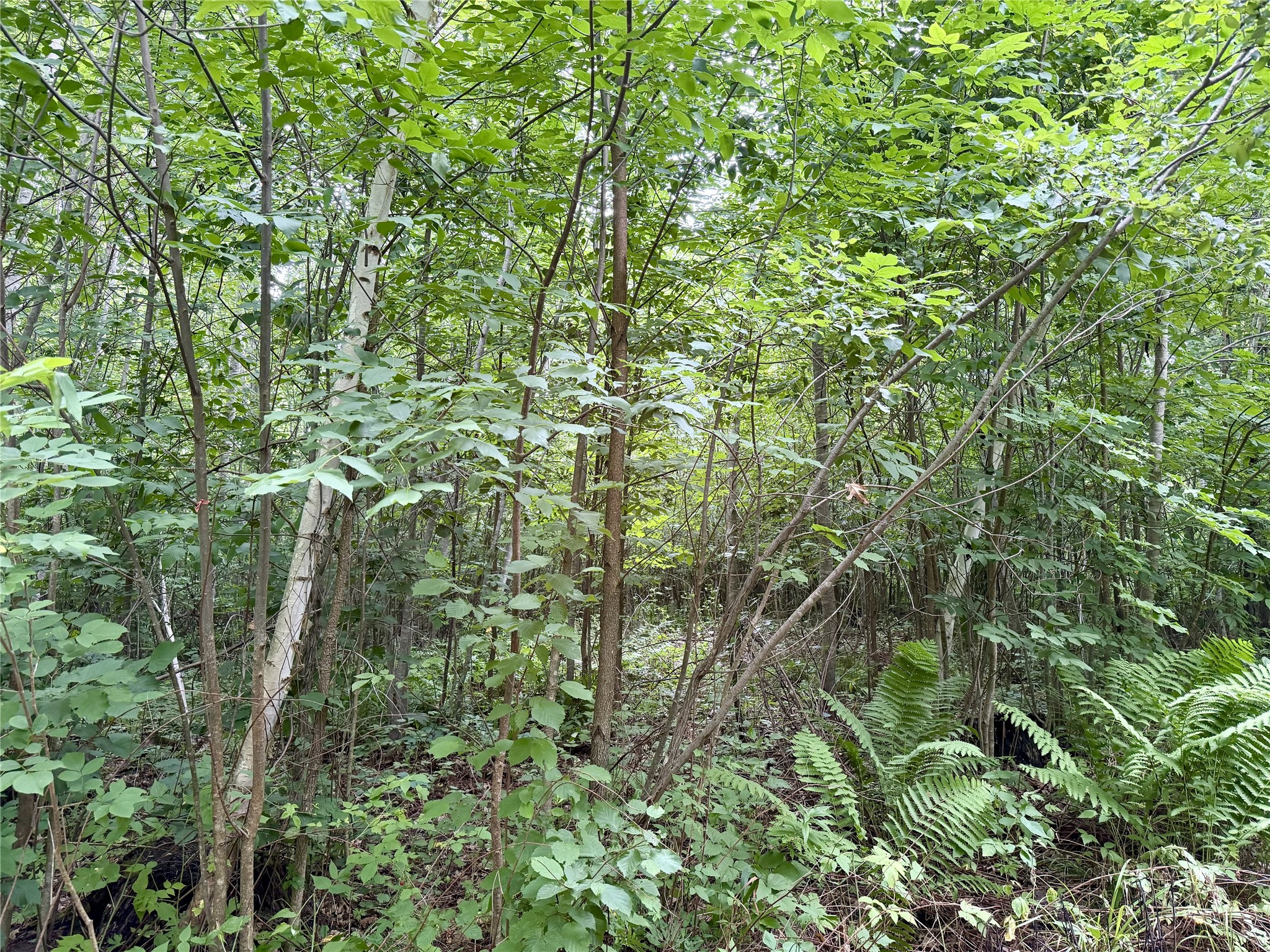 25478 185th Avenue Cornell WI 54732 1603555 image19