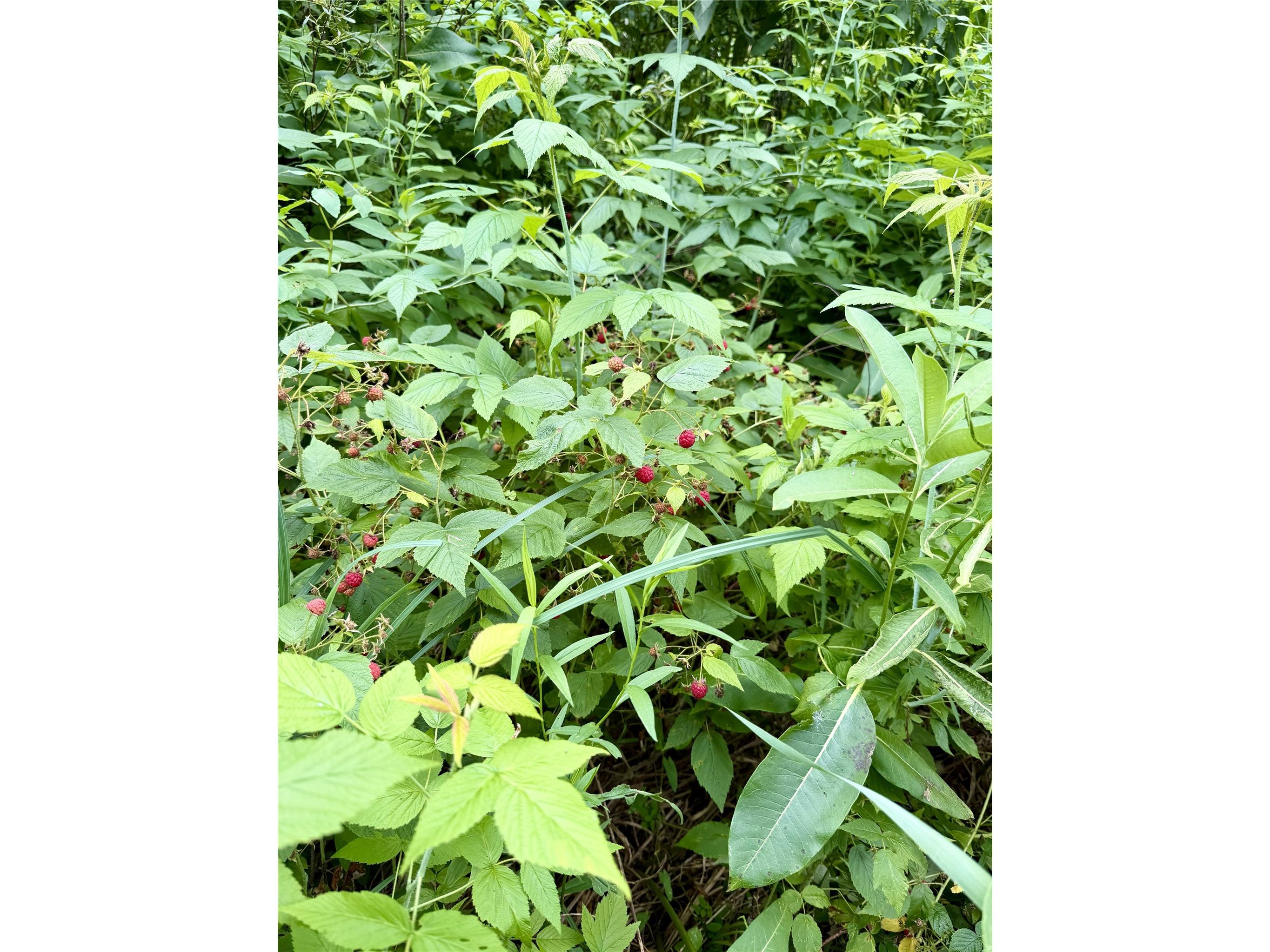 25478 185th Avenue Cornell WI 54732 1603555 image20