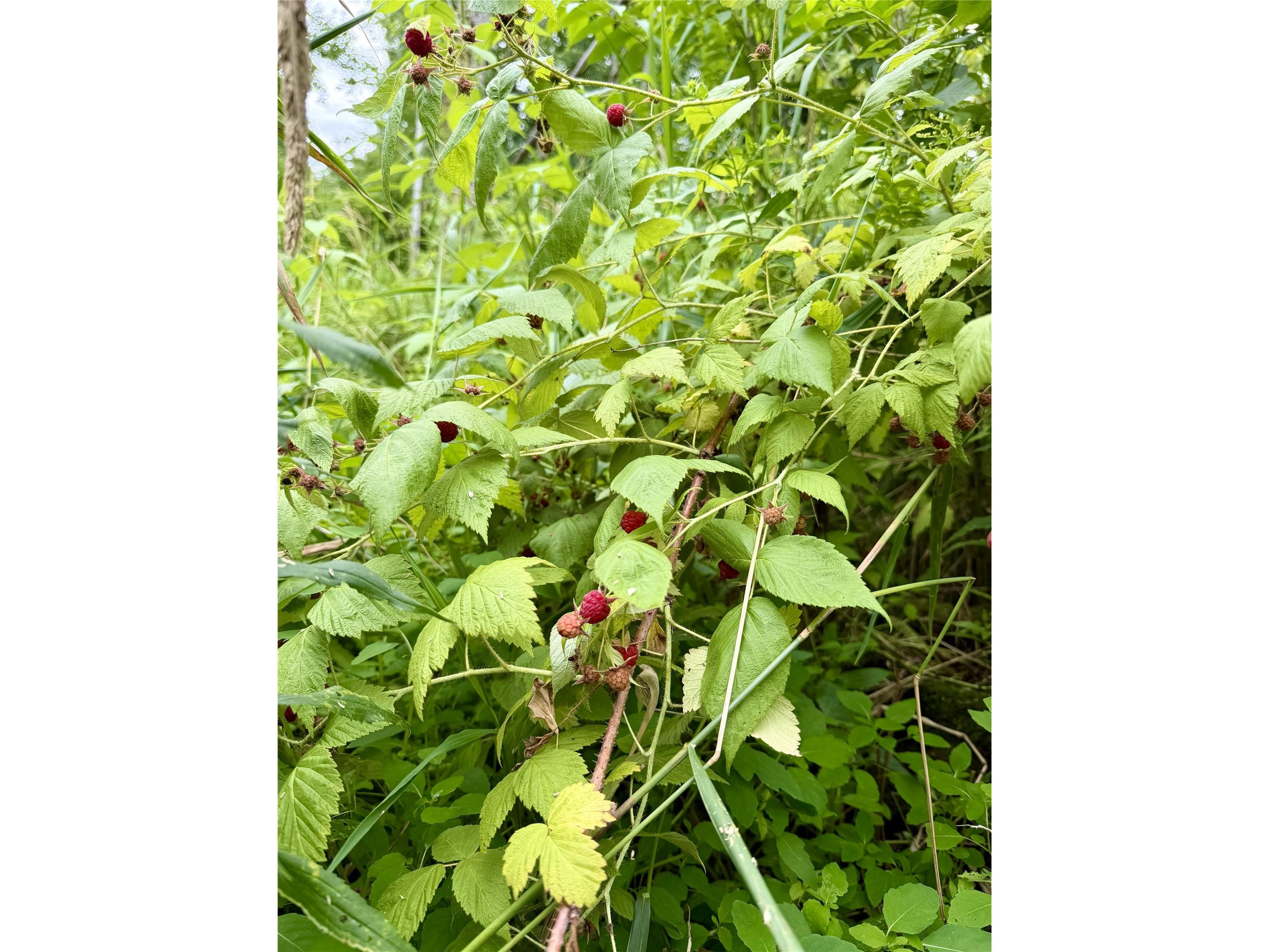 25478 185th Avenue Cornell WI 54732 1603555 image21