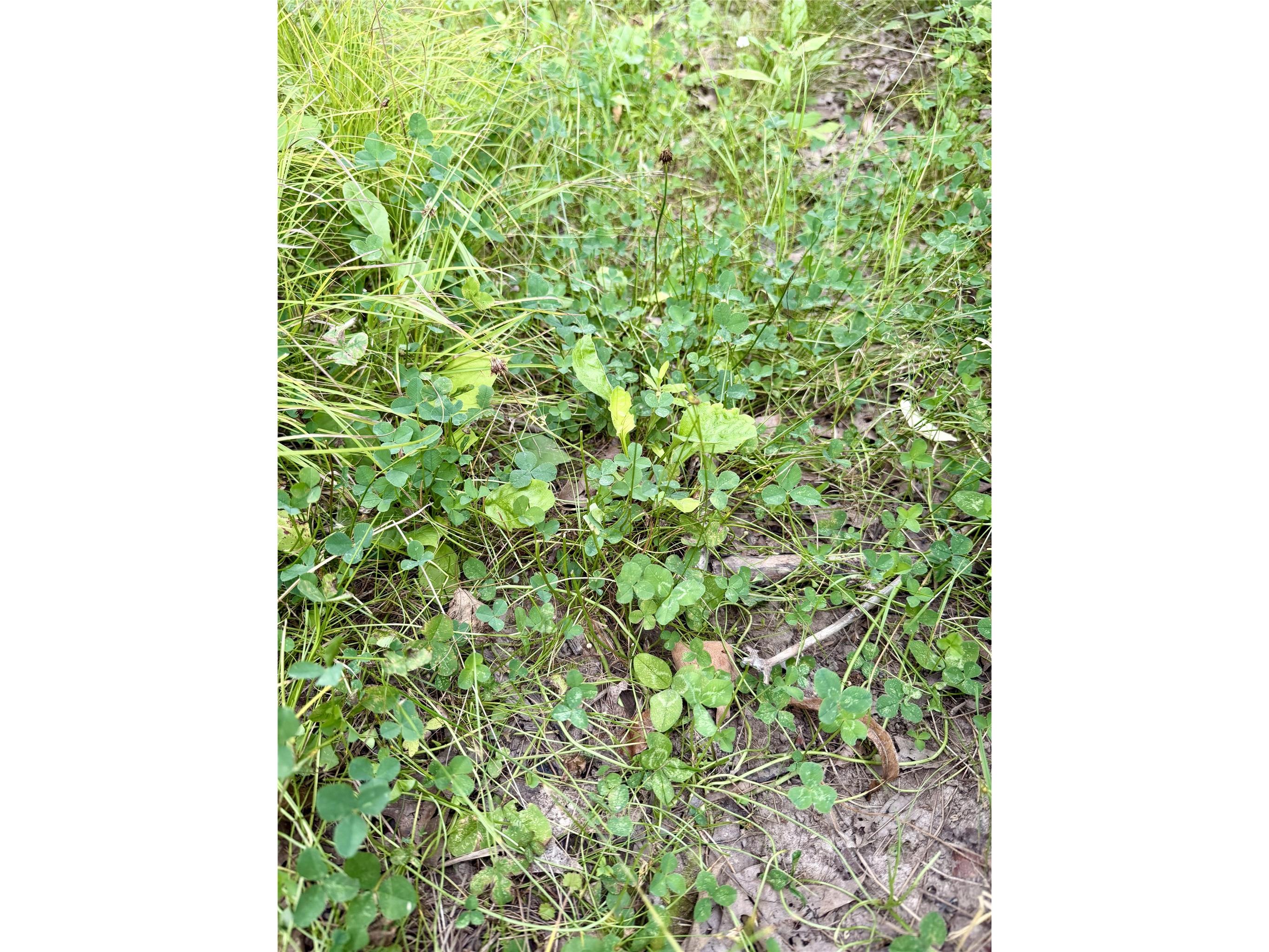 25478 185th Avenue Cornell WI 54732 1603555 image22