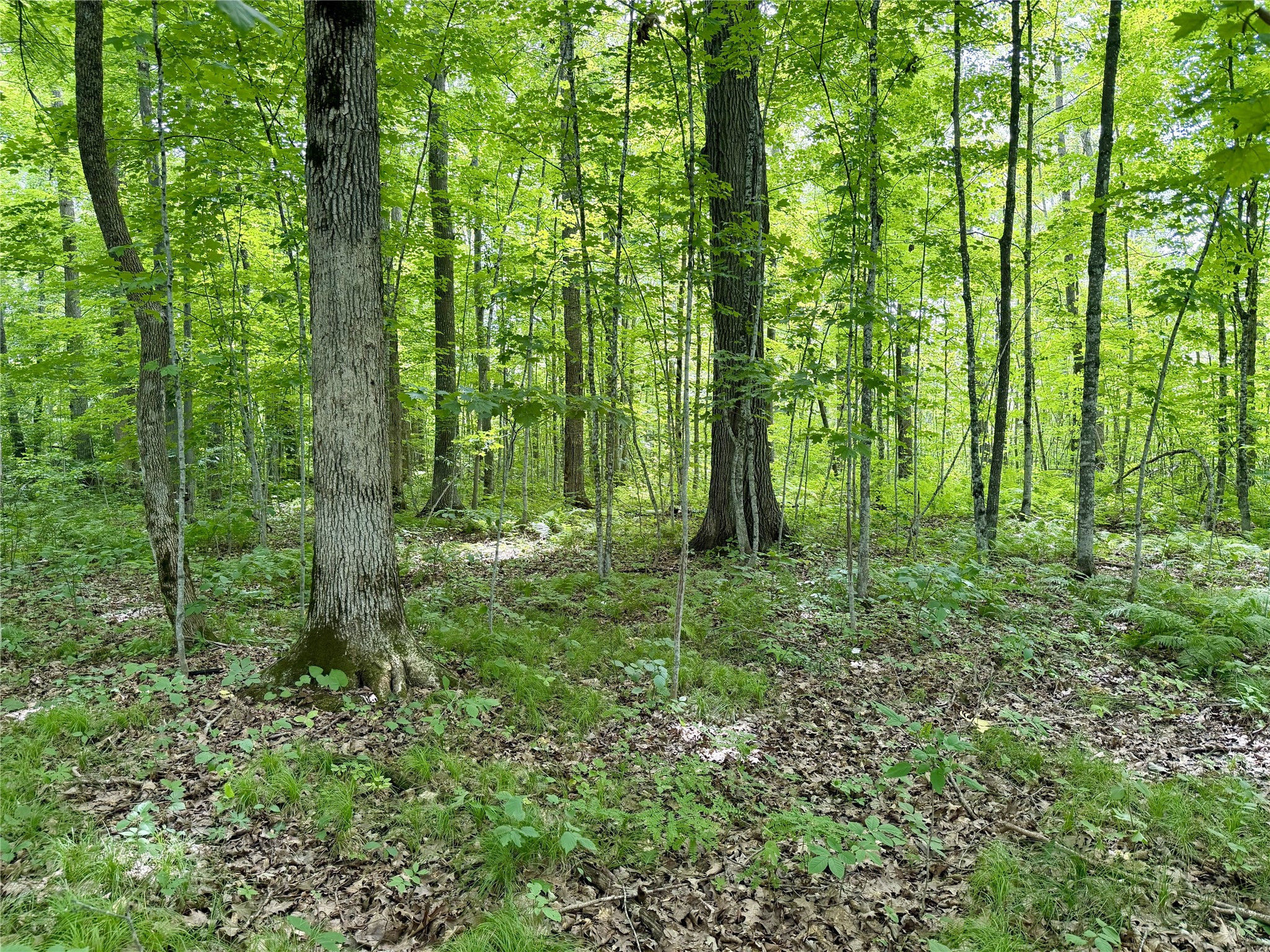 25478 185th Avenue Cornell WI 54732 1603555 image4