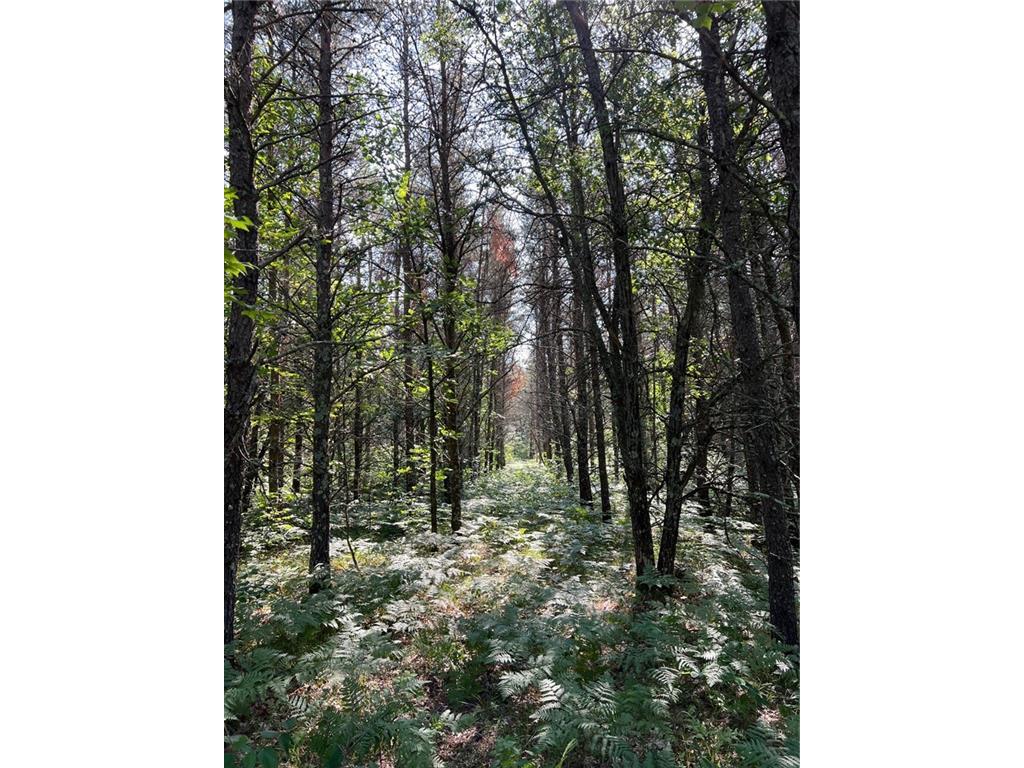 25942 Clark Road Webster WI 54893 1574882 image1