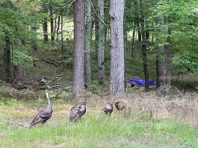 28478 Jesse Ryan Court Danbury WI 54830 1598513 image51