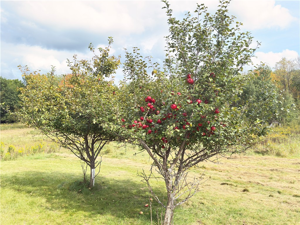 2952 90th Street Frederic WI 54837 1595758 image16