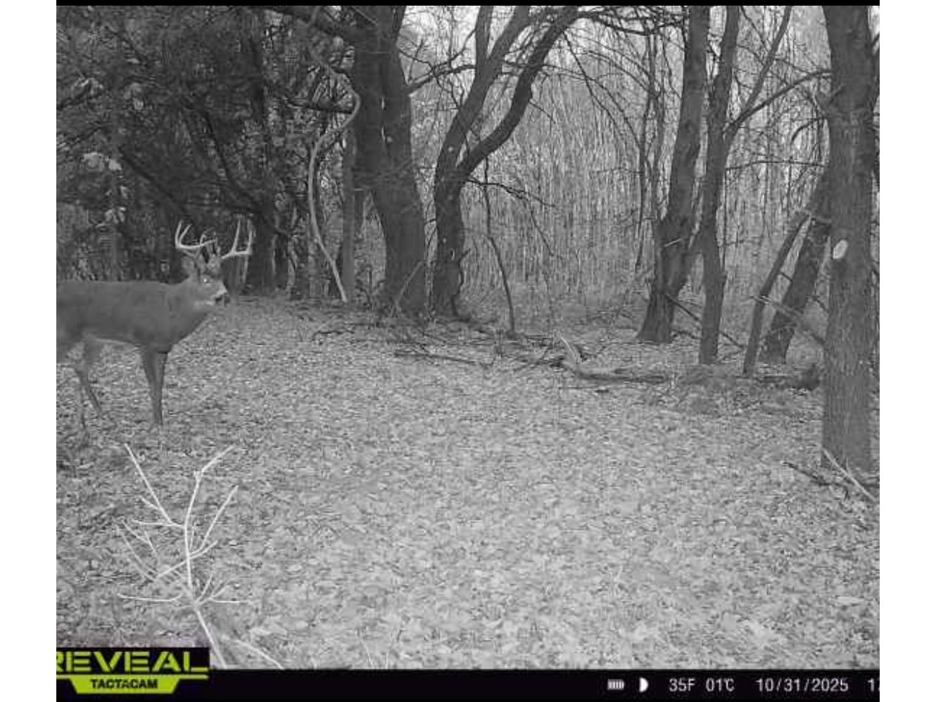 31.69 Acres 80th Avenue Colfax WI 54730 1600517 image40