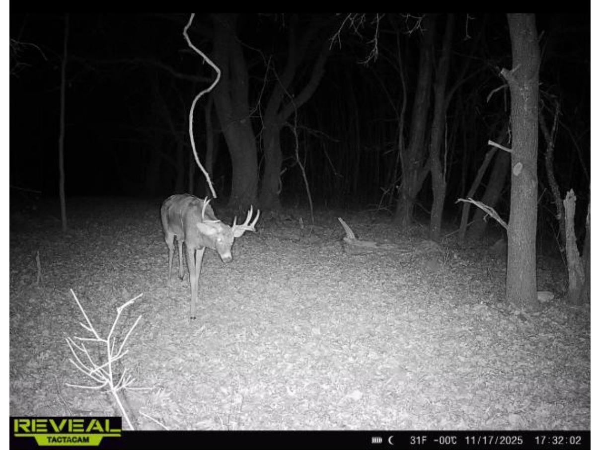31.69 Acres 80th Avenue Colfax WI 54730 1600517 image41