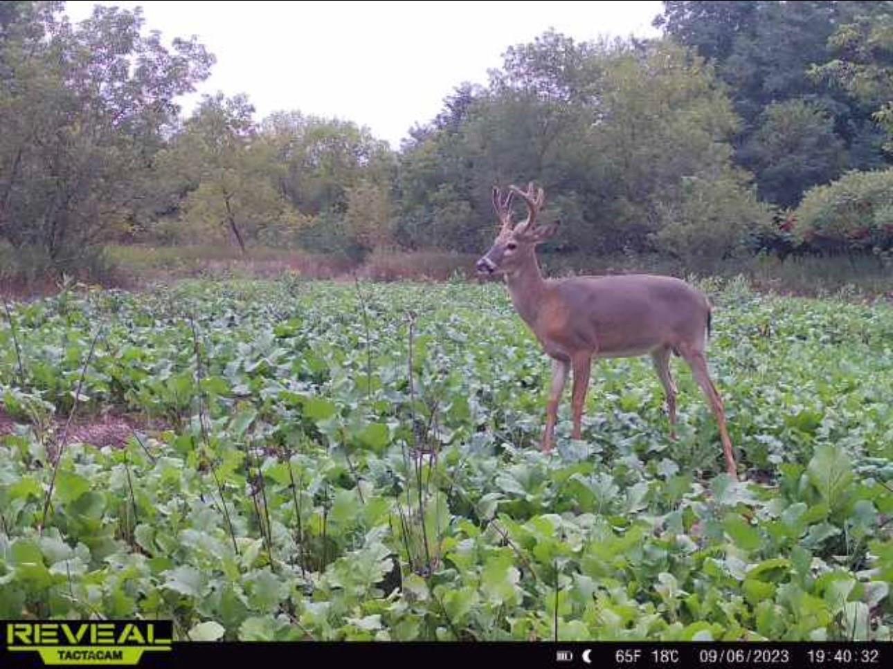 31.69 Acres 80th Avenue Colfax WI 54730 1600517 image55