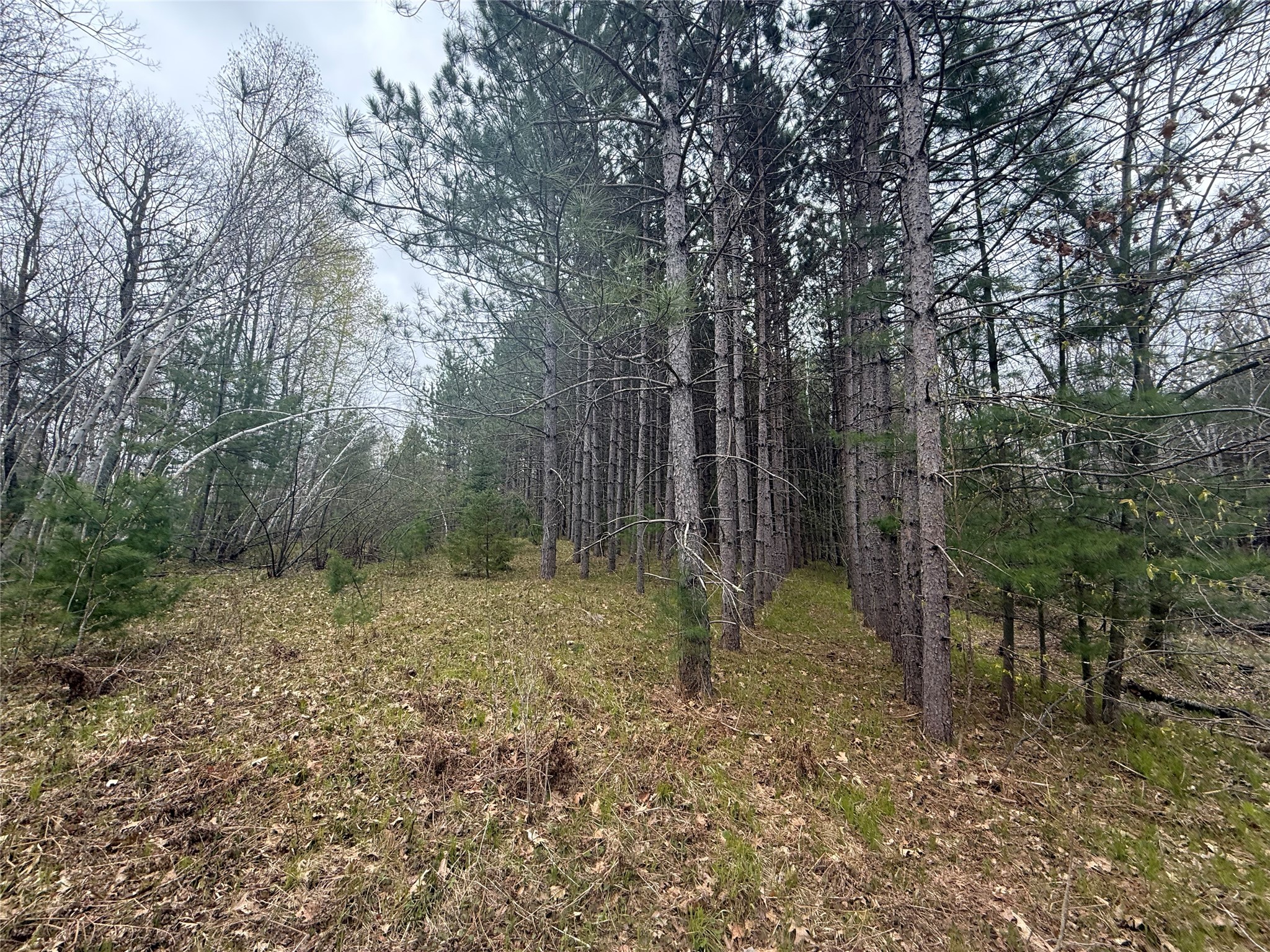 33 Acres Partridge Lane Hayward WI 54843 - Placid Lake 1601080 image16