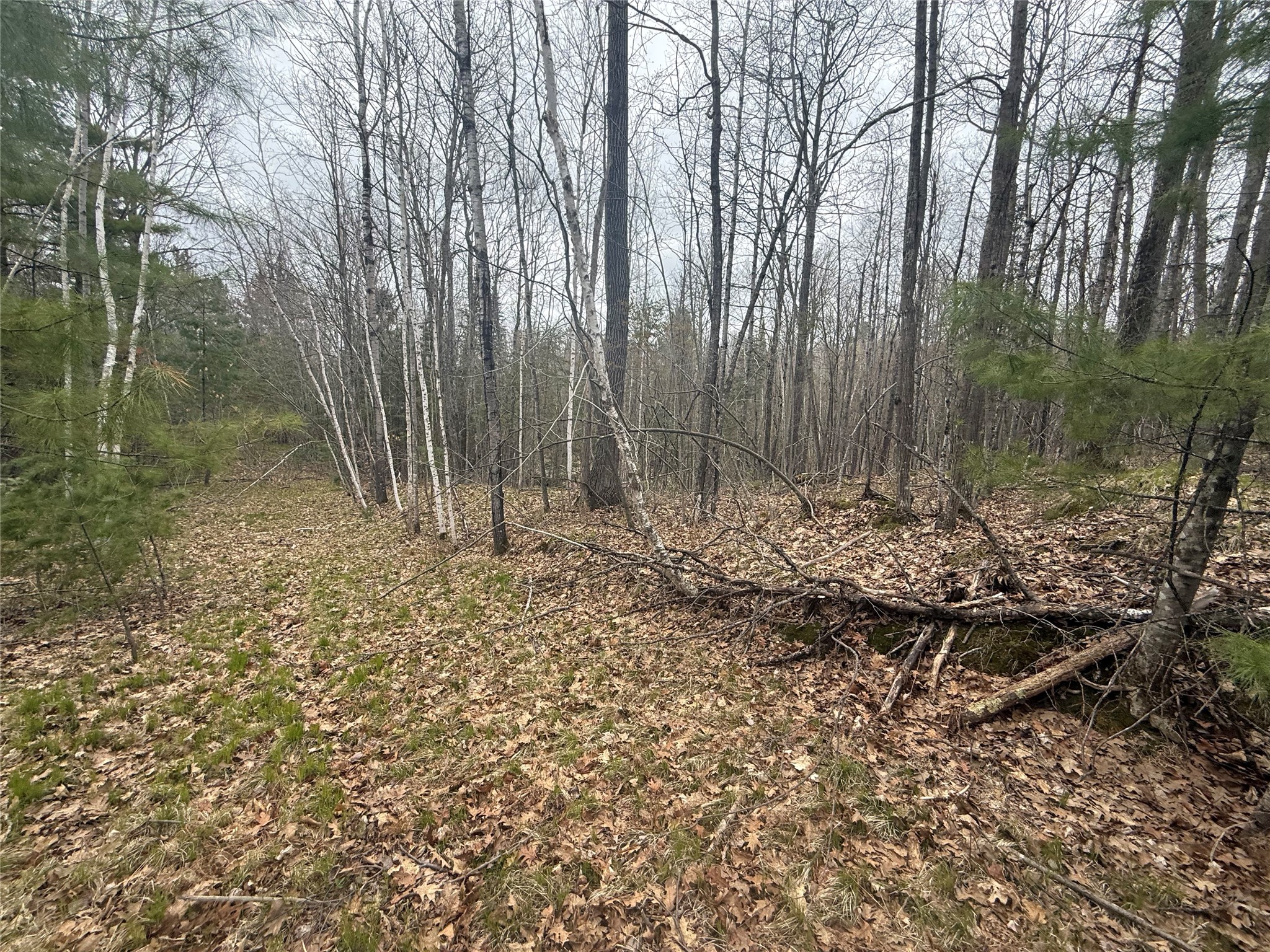 33 Acres Partridge Lane Hayward WI 54843 - Placid Lake 1601080 image9